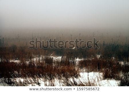 Foto stock: Prairie Crop With Weeds