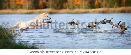 Zdjęcia stock: Running On Water Ducks