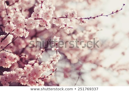 Zdjęcia stock: Cherry Blossoms Sakura Flowers Macro