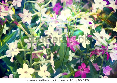 Foto d'archivio: Fragrant Tobacco Flowers With Sunlight