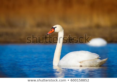 Stock photo: Mute Swan In Water