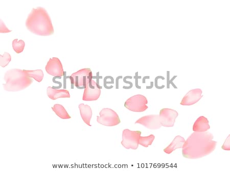 ストックフォト: Pink Rose Petals