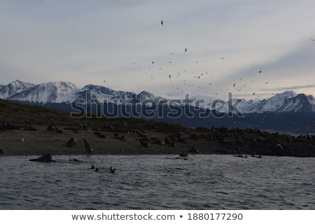 Stock photo: Seagull At The Coast Flying And Swimming