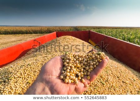 Stok fotoğraf: Harvested Soybean In Hands