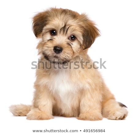 Сток-фото: Little Puppy On White Background