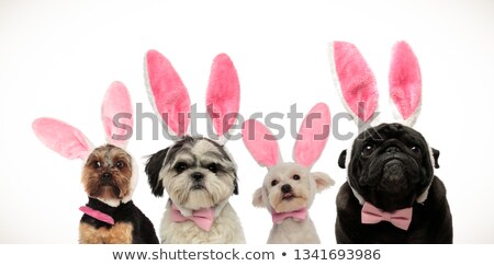 Foto stock: 4 Happy Little Dogs Celebrating Halloween