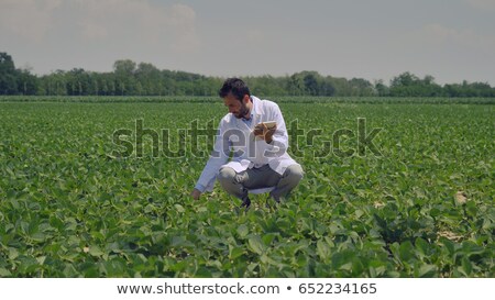 Stok fotoğraf: Farmer Inspecting Soy Bean Crop In Field