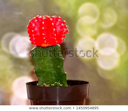Stock foto: Moon Cactus Or Gymnocalycium Mihanovichii The Mutant Cactus Grafted On To Hylocereus Rootstock Macr
