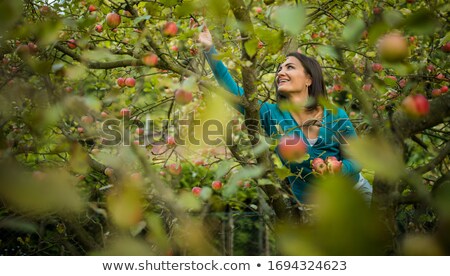 Stockfoto: Cute Young Woman Picking Apples In An Orchard