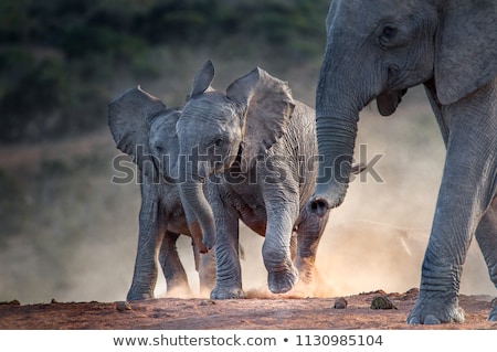 Stok fotoğraf: Large Herd Of Bush Elephants Loxodonta Africana