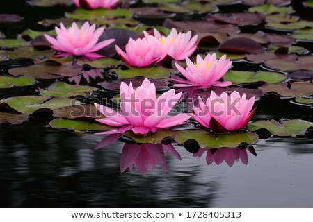 Foto stock: Pink Water Lilly