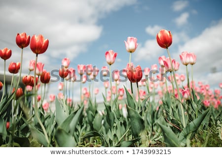 Stock fotó: Bouquet Of Colorful Tulips Against Blue Sky