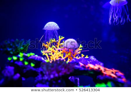 Foto stock: Jelly Fish In The Aquarium