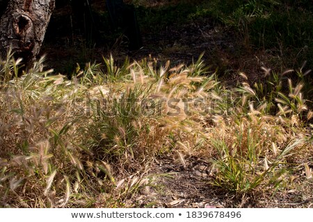 [[stock_photo]]: Auvaises · herbes · sétaire · en · automne