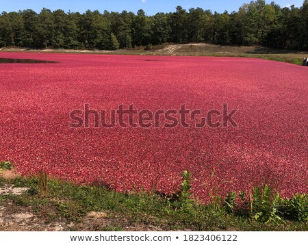 Сток-фото: Red Cranberries Growing