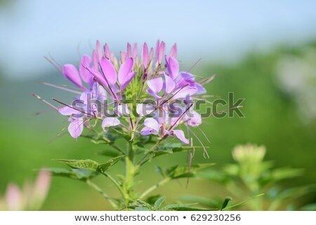 [[stock_photo]]: Pink Cleome Or Spider Flower