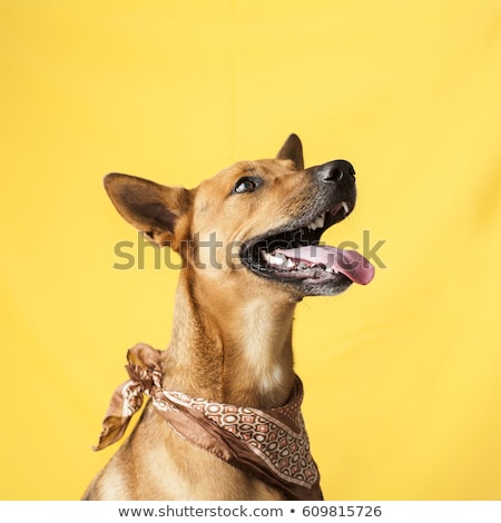 [[stock_photo]]: Mixed Breed Dog Portrait In Studio