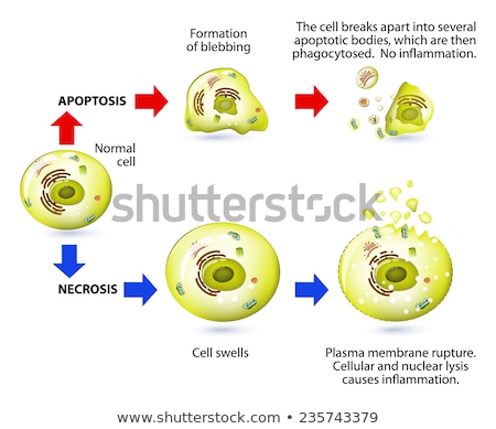 Stock fotó: Apoptosis And Necrosis Difference