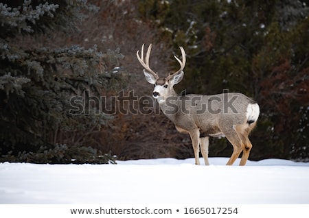 Foto stock: Ule · Deer · Buck · em · um · campo · de · Alberta