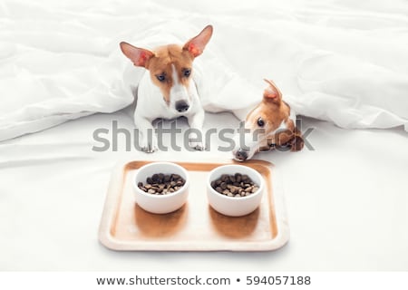 Foto stock: Dog In Bed With Newspaper