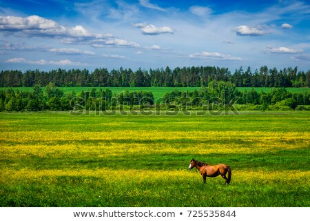 Foto stock: Spring Summer Green Field Scenery Lanscape With Horse