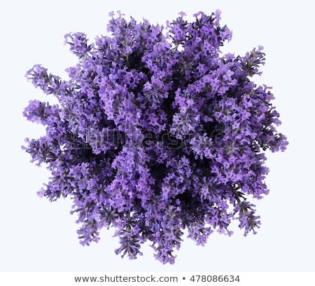 Stock photo: Single Lavender Flower