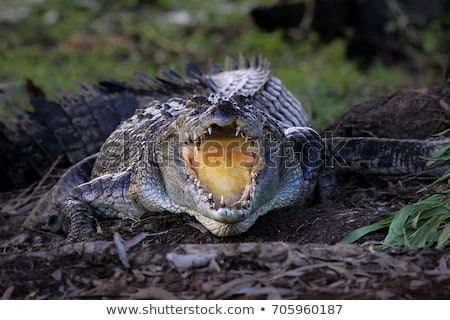 Stok fotoğraf: Crocodile Is Cooling Down With Mouth Open