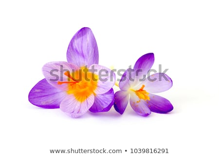 Foto stock: Crocus Flower