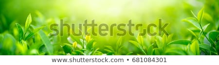 Stock photo: Closeup Of Green Leaves Glowing In Sunlight