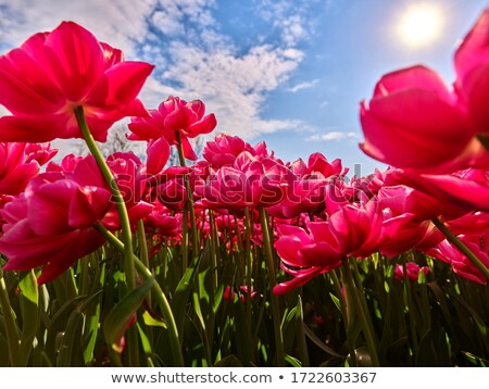 [[stock_photo]]: Pink Dutch Tulips In Closeup