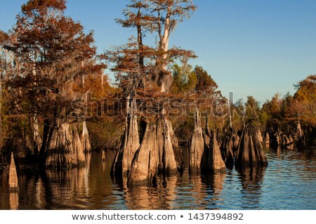 Сток-фото: Swamp Area With Dead Trees In The Everglades