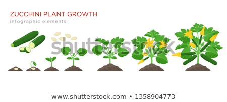 Сток-фото: Zucchini On White Background Vector Illustration