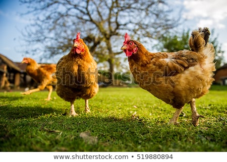 Stok fotoğraf: Free Range Chicken On A Traditional Poultry Farm