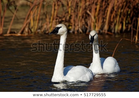 Foto stock: Trumpeter Swan Profile