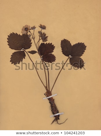 Zdjęcia stock: Scan Of Vintage Dried Foliage Flower On Paper Dated 1896