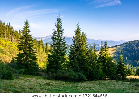 Stock photo: Amazing Sunny Landscape With Pine Tree Highland Forest