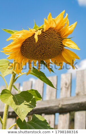 Foto stock: Sunflowers In Front Of Wooden Fence