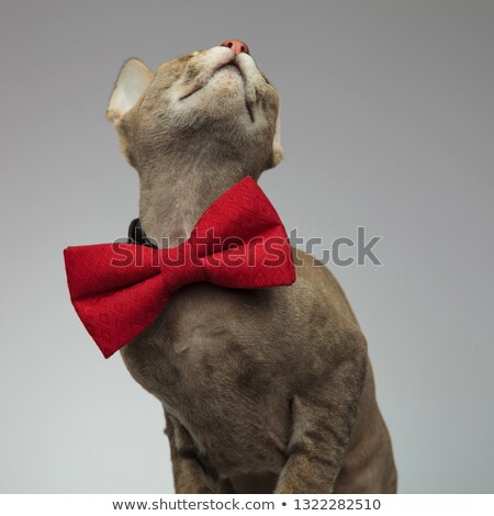 Stok fotoğraf: Upper Body Portrait Of A Peterbald Cat