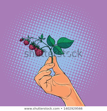 Raspberry Twig In Hand Wild Berry Picking Stock fotó © studiostoks