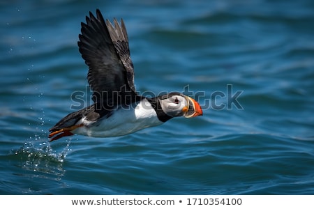 Сток-фото: Atlantic Puffin