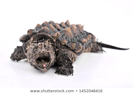 Foto stock: Snapping Turtle
