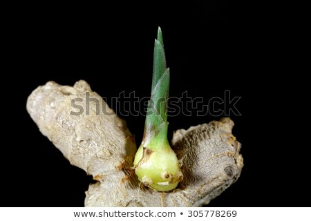 Foto stock: Ginger With Seedling Isolated On White