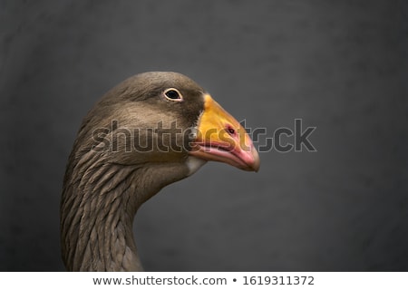 Stok fotoğraf: Goose