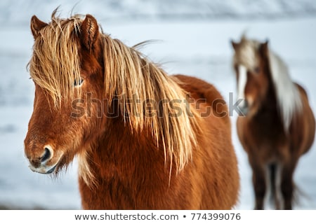 Zdjęcia stock: Two Icelandic Horses With Manes