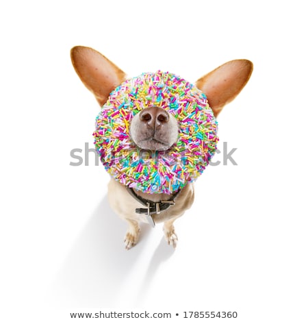 Foto stock: Funny Crazy Silly Carnival Dog