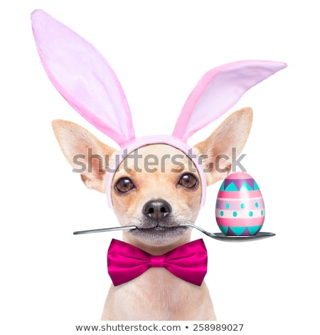 Stock photo: Bunny Easter Ears Dog