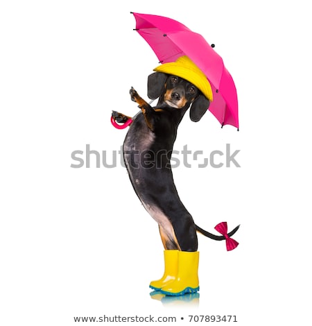 Stock fotó: Sausage Dachshund Umbrella Rain Dog