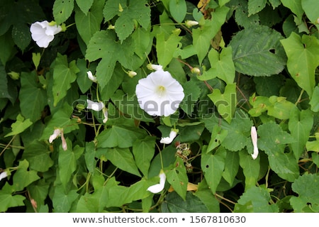 Stok fotoğraf: Bindweed Convolvulus Arvensis