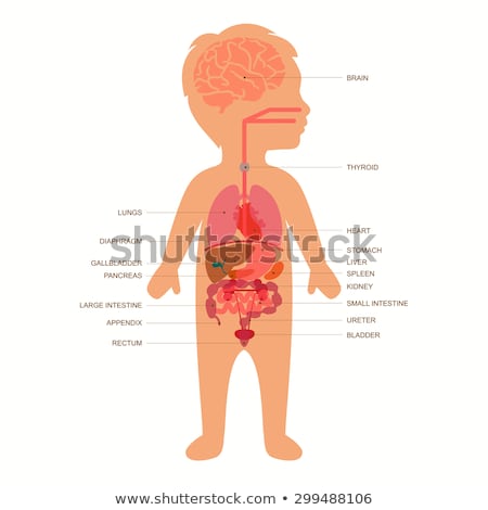 Stok fotoğraf: Human Anatomy Diagram With Boy And Heart