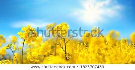 Stock fotó: The Field Of Rape Flowers And The Blue Sky